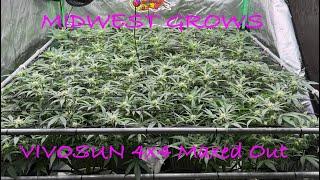 Grow one pound + in 4x4 grow tent #VIVOSUN VSF6500 led grow light