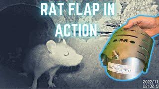RAT FLAPS STOP RATS...This is how rat flaps work. Rat Flap for drains.