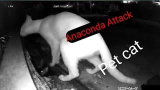 Anaconda Attack Pet Cat