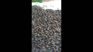 Introducing a large swarm to their new home