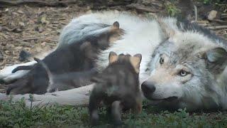 Loving Wolf Patiently Cares for Her 4-Week-Old Wolf Pup Siblings