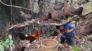 Catch more wild chickens for the farm. building life. mountain life (EP.33)