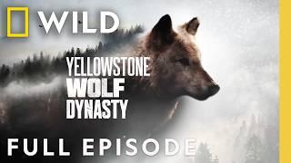 Fight for Wolf Valley (Full Episode) | Yellowstone Wolf Dynasty | Nat Geo Animals