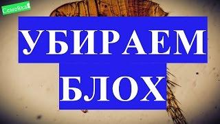 КАК избавиться ОТ БЛОХ в доме. Блохи в квартире. Самостоятельно. Земляные. У собаки. Кота. Котенка