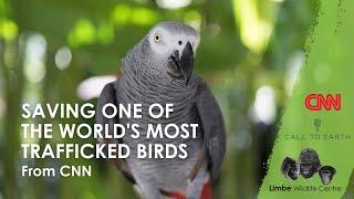 The LWC on CNN: Saving one of the world's most trafficked birds