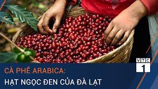 Khám phá hương vị cà phê Arabica: Hạt ngọc đen Đà Lạt | VTC1