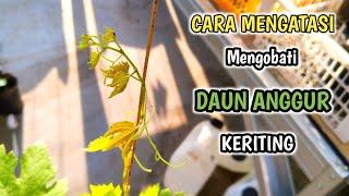 Andai Tau Dari DuluCara Mengobati Daun Anggur Keriting‼️