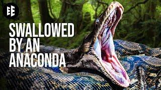 What If You Were Swallowed By An Anaconda