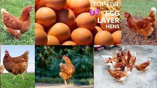 5 Top best egg laying hens that lay more than 300 eggs per year