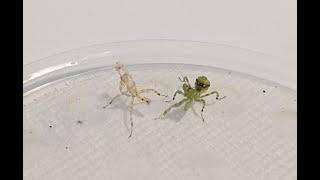 Mantis Mismolt Help! found a lil one had fallen during a molt and was able to help, now you can too