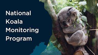 National Koala Monitoring Program