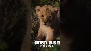 Tiny Lion Cub #ytshorts #shorts#tigercubs #cubs #wildlife cute tiger cub playing