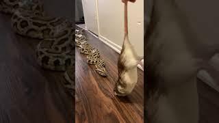 Rocky My Giant Python Vs HUGE Rat! 