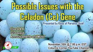 Coturnix Corner LIVE - Celadon Gene Issues