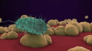 Bacteria 3D Animation