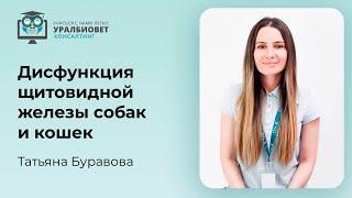 Трансляция фрагмента вебинара: “Дисфункция щитовидной железы собак и кошек”. Лектор Татьяна Буравова