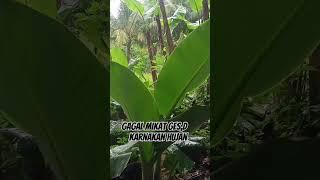 Gagal poin gess#shortvideo #sogokontonggacorngleper #viralvideo #pikatanburung