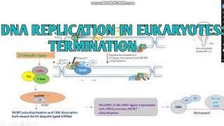 DNA replication: termination in eukaryotes ll xgene and proteinx