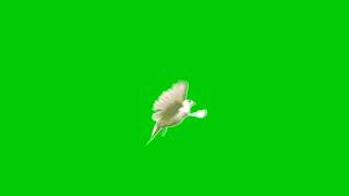 GREEN SCREEN Dove birds Flying effects HD No copyright | chroma key dove pigeon