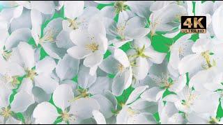 green screen flowers effects free download