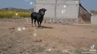 Black Beauty of Fatehjangi Racer bulls # Bull Race Famous culture and Festival of Punjab Pakistan