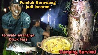 PONDOK BERAWANG JADI INCARAN | TERNYATA SARANGNYA BLACK BASS