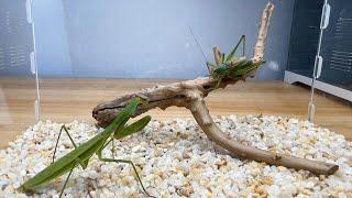 螳螂VS蝈蝈 昆虫中顶级猎手之间的PK PK between top hunters in Mantis VS katydid