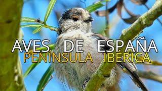 Aves de España||Pequeños Documentales en 4k||Limícolas||El Mito común ||Aegithalos Caudatus.