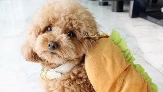 Toy Poodle - Funny Poodles - Poodle Puppy -  Cute Poodle – Poodle Video Compilation #1
