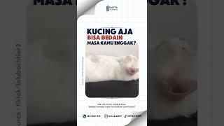 Kucing Shalawatan  #shorts #reels #fyp #sholawat