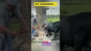 SAPI TANPA KEPALA #filmpendek #viral #anehdanunik