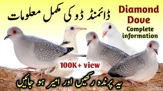 Diamond Dove breeding tips | Diamond Dove bird food list and cage size | China Dove male and female