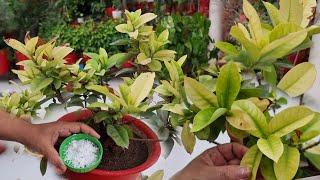 Ixora Leaves Turning Yellow  - What to Do? || How to Cure Yellow Leaves in Ixora Plant