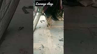 cute cat #youtubeshorts #lavanya telugu ammai