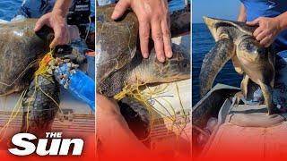 Boaters free sea turtle tangled in netting in Mexico #shorts 