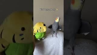 Yums dances with his parakeet friend #bird #cockatiel #yumyumthetiel #pet #parrot #cute