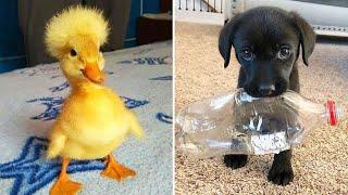 Funniest Animals 2024  Best Funny Cats and Dogs  Part 23 | Cute Baby Dogs