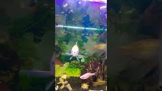 IKAN IKAN TAMPAK BAHAGIA PART 5 ~AQUASCAPE TANK MINI