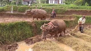 melihat yang lagi bajak sawah pake hewan kerbau