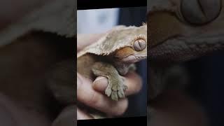 Crested Gecko Edit