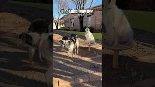 Ora gets the ZOOMIES, nothing is  safe #borzoi  #zoomies #bird #fly #unhinged #bigdog #cute #dogs