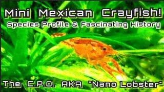 CPO Mexican Nano Crayfish - Species Spotlight. Cambarellus patzcuarensis a Fascinating History.