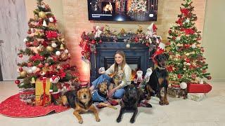 Homeless and Hurt, Now Home for Christmas: A Dog’s Inspiring Story