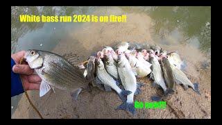 The white bass run of 2024 is on!! Call in to work and grab a rod! It won't last! February 2024!