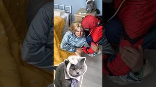 Clever Cat Acts Fast To Save Woman! #funnycat #catmemes #trending