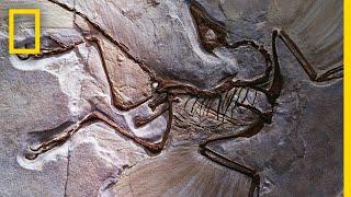 Fossils 101 | National Geographic