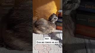 Кошке голову отрезать? #приколы #кошки #смешныевидео