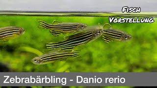 Zebrabärbling - Danio rerio | Liquid Nature Fisch Vorstellung