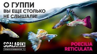 Самые неубиваемые рыбы - #Гуппи #Poecilia reticulata. Часть 1