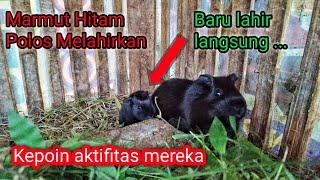 Marmut Hitam Polos Baru Melahirkan || Guinea Pigs Giving Birth